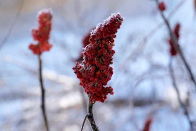 Living well in the 21st century. Limassol, Cyprus. Staghorn sumac in the winter, with snowflakes on the flower.  